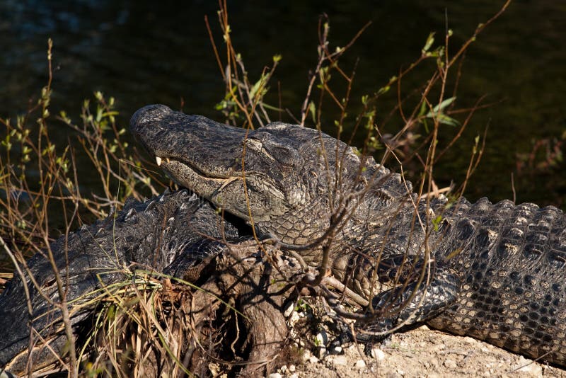 Jacaré a dormir imagens de stock