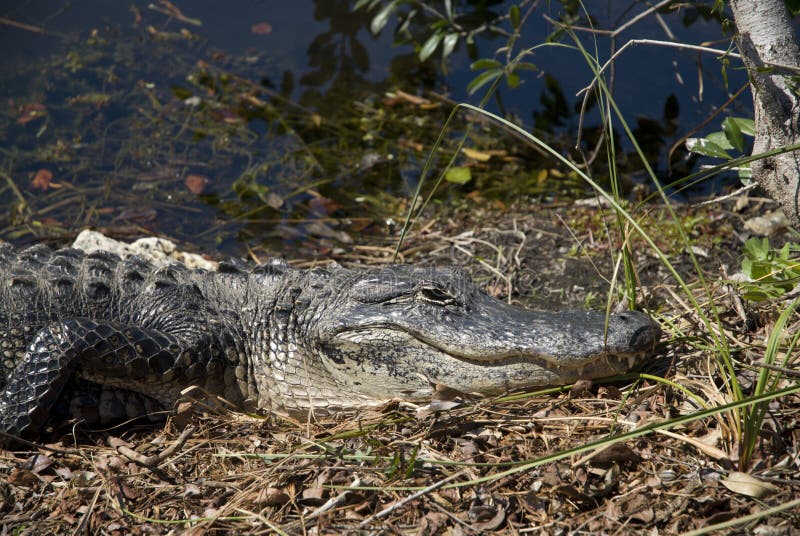 Jacaré a dormir foto de stock