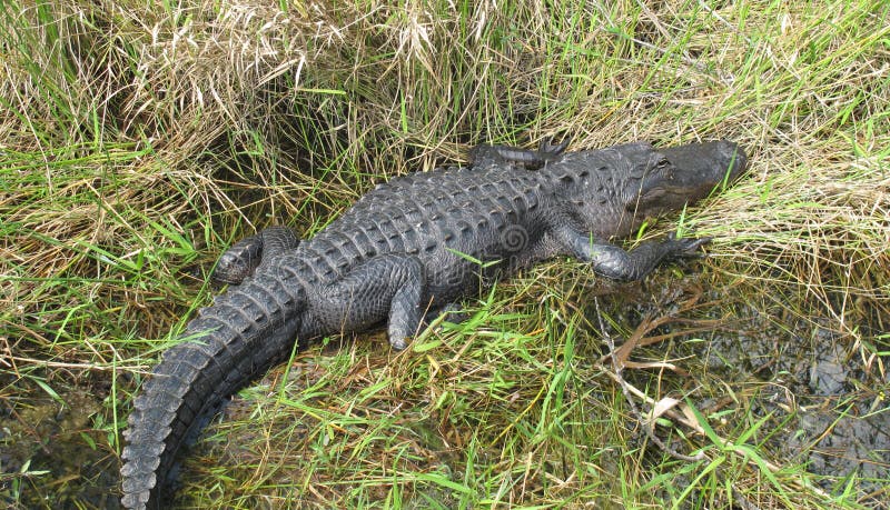 Jacaré do sono fotos de stock