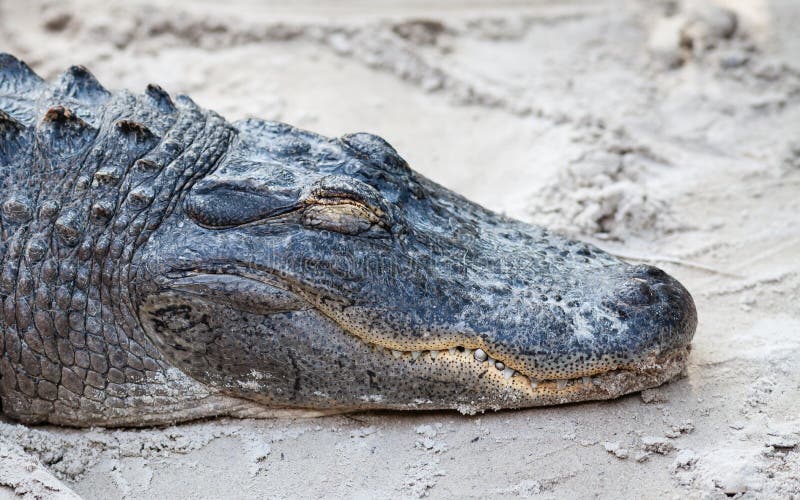 Jacaré Adormecido foto de stock royalty free