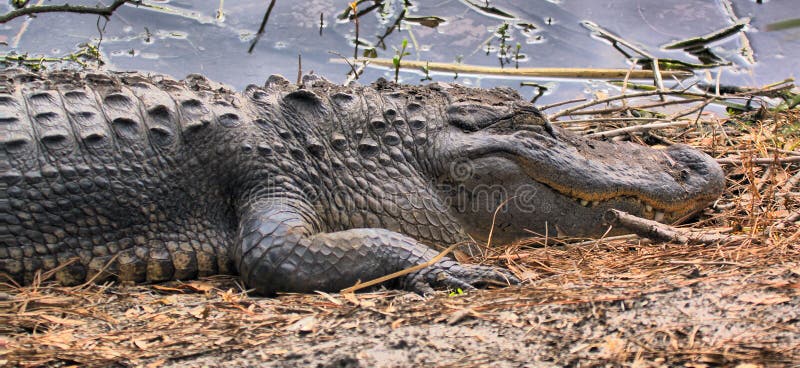 Jacaré Adormecido foto de stock