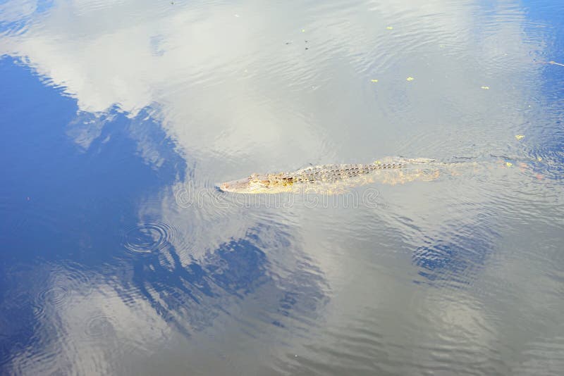 Jacaré do sono foto de stock royalty free