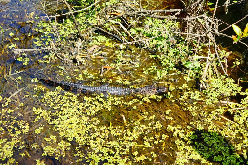 Jacaré do sono imagens de stock royalty free