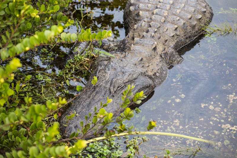 Jacaré a dormir na Flórida imagem de stock