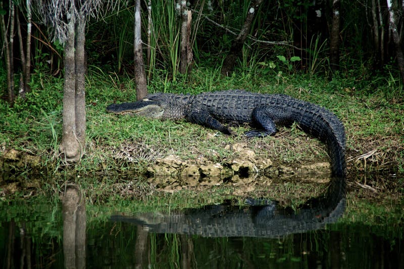 Jacaré do sono em repouso no riverbank imagens de stock royalty free