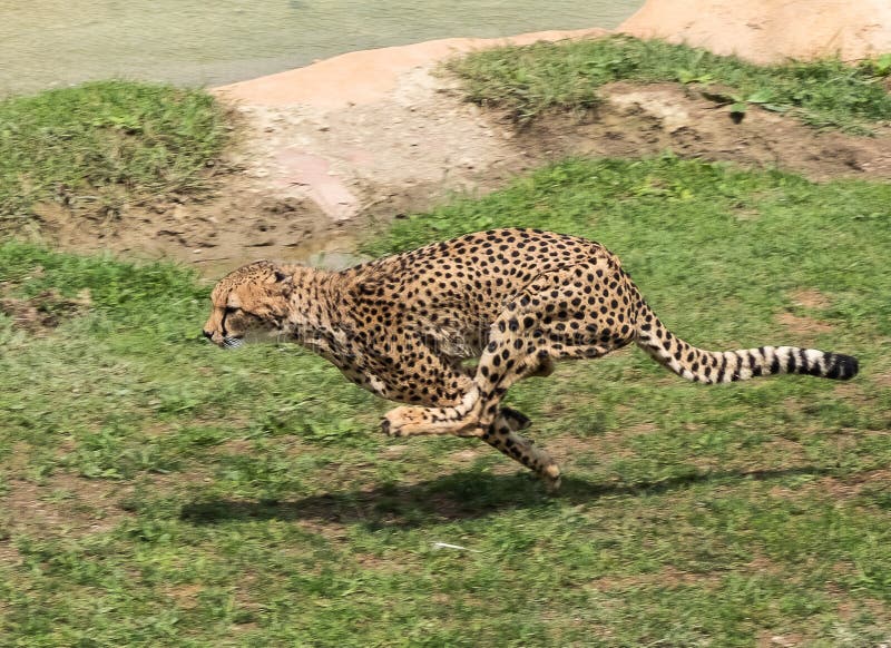 Сколько скорость гепарда. Гепард в беге. Гепард скорость бега. Скорость гепарда км/ч максимальная. Гепард скорость бега км/ч максимальная.
