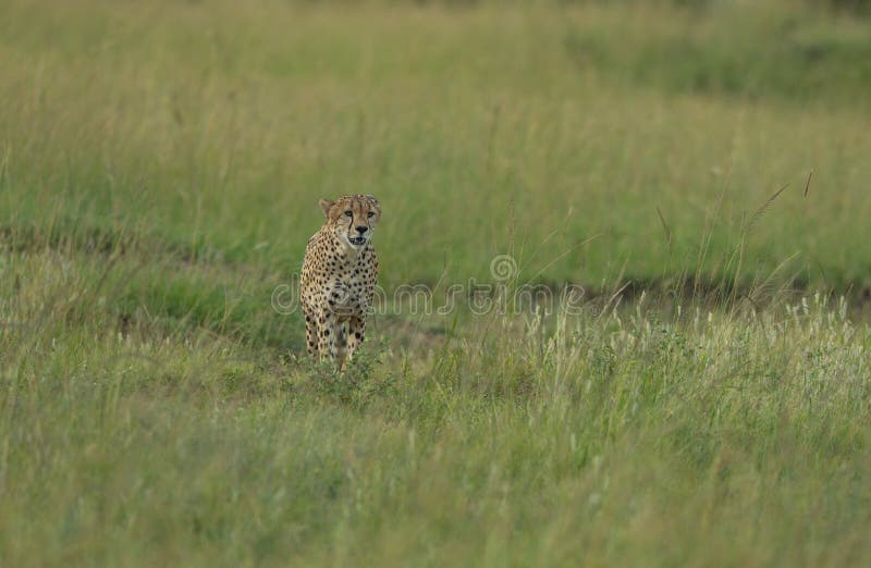 Jachtluipaard die in een groen gras in Masai Mara Game Reserve, Kenia lopen stock afbeelding Jachtluipaard die in een groen gras in Masai Mara Game Reserve, Kenia lopen stock afbeelding