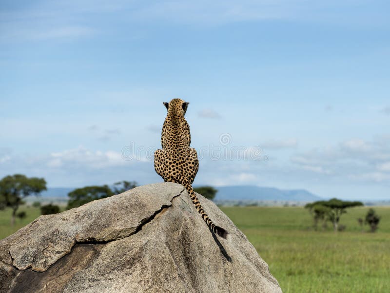 Jachtluipaardzitting op een rots en weg het kijken, Serengeti stock foto Jachtluipaardzitting op een rots en weg het kijken, Serengeti stock foto