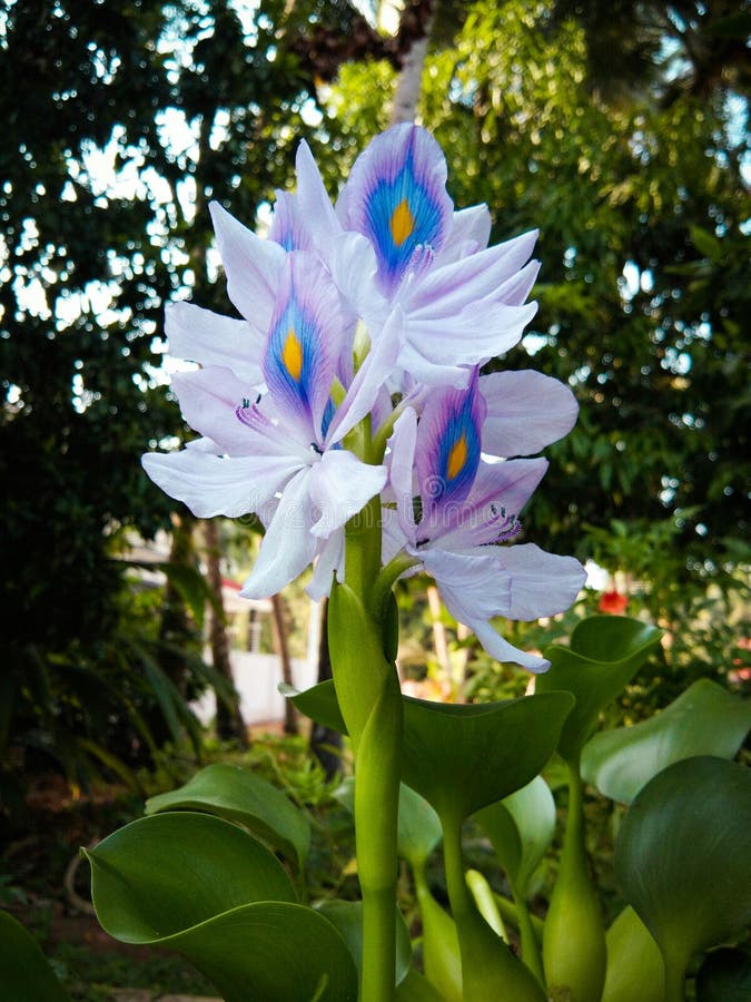 Jacinthe d'eau commune image stock. Image du lame, nature - 208582371