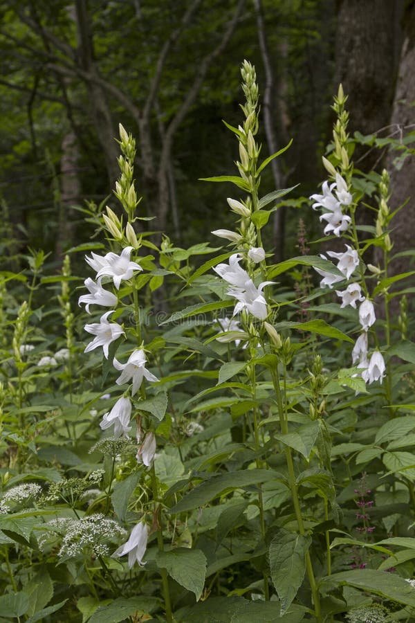 Jacinthe Des Bois Blanche De Forêt Photo stock - Image du fleurs, blanc:  131611536