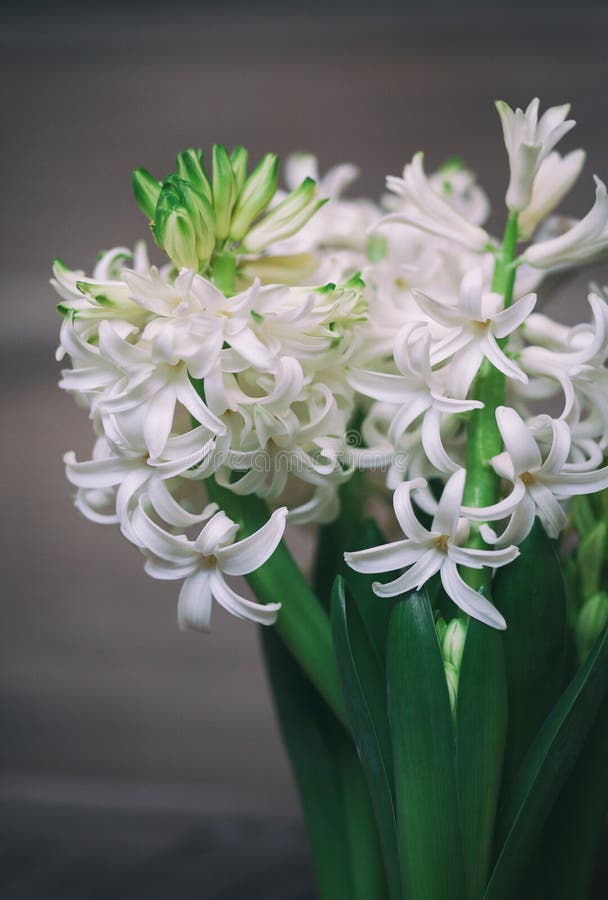 Jacinthes blanches de floraison dans un panier blanc Juste plu en fonction photo stock Jacinthes blanches de floraison dans un panier blanc Juste plu en fonction photo stock