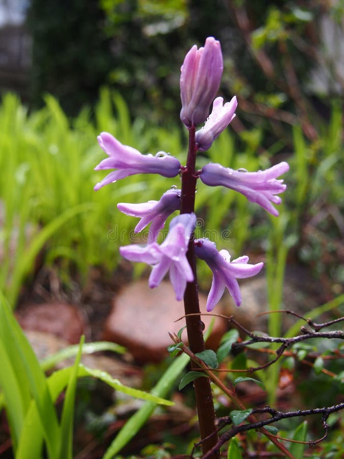 Jacinthes Colorées Mauve Et Herbe Verte Fraîche Photo stock - Image du  pétale, foncé: 151903456