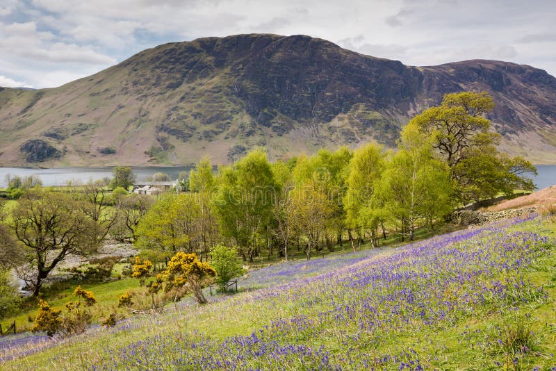 Jacinthes des bois chez Rannerdale dans le secteur anglais de lac image stock Jacinthes des bois chez Rannerdale dans le secteur anglais de lac image stock
