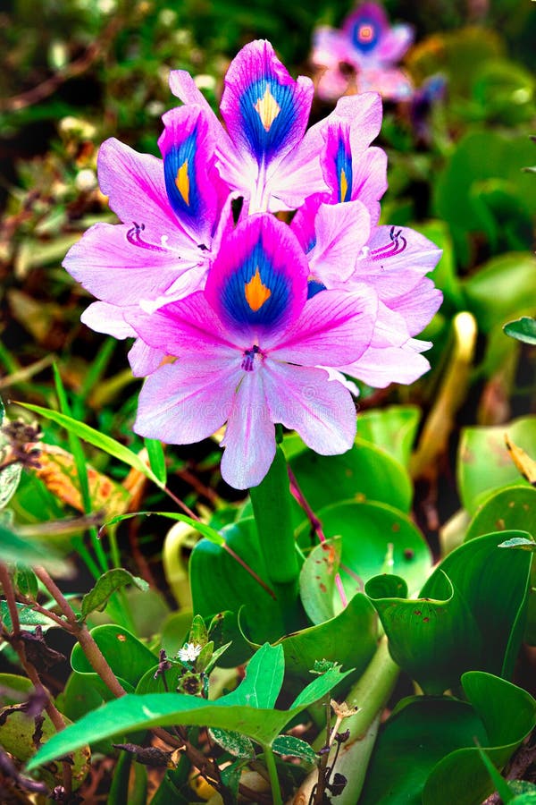 Jacinto De Agua Eceng Gondok Imagen de archivo - Imagen de color, floral: 181017645 Jacinto De Agua Eceng Gondok Imagen de archivo - Imagen de color, floral: 181017645