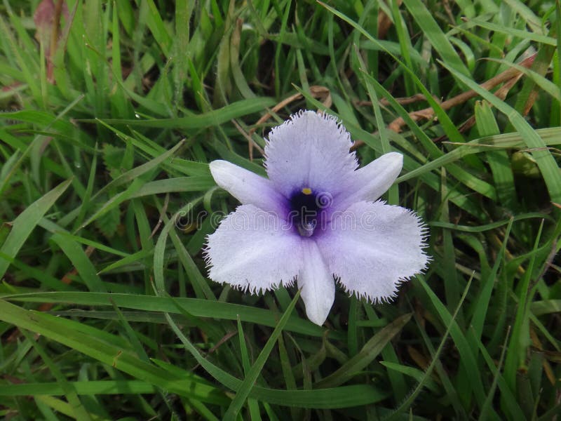 Jacinto de agua - Planta ornamental