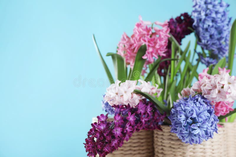 Jacintos hermosos en potes de mimbre en fondo del color. Jacintos hermosos en potes de mimbre en el fondo del color, espacio para el texto Apenas llovido encendido