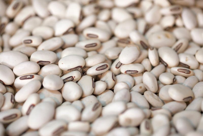 Jack Bean stock photo. Image of jack, jacq, food, canavalia 48688076