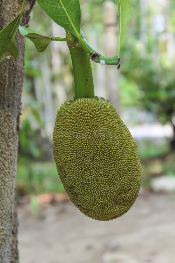 Jack Fruit photo stock. Image du automne, croissance 77081272