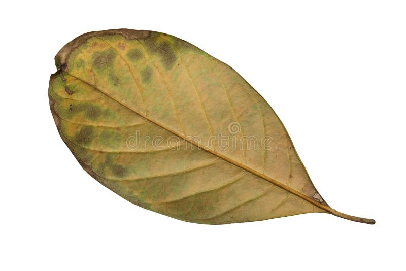 Jack Fruit leaves stock photo. Image of green, fruit 47976984