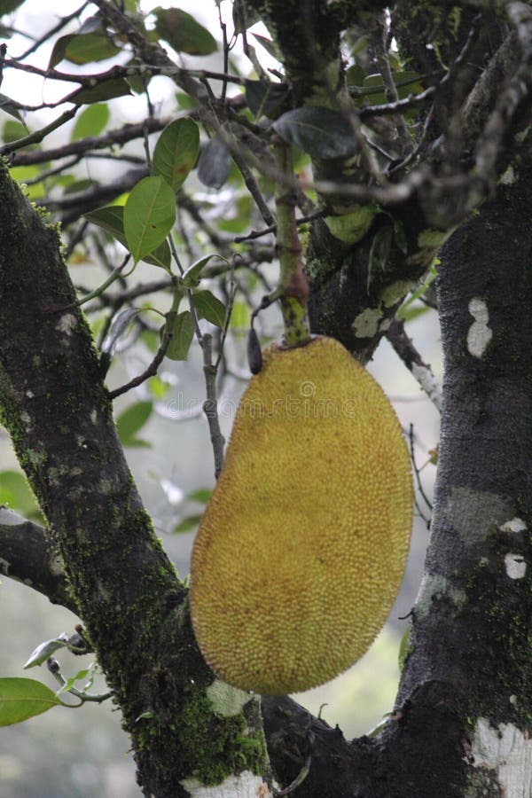Jack Fruit imagens de stock Jack Fruit imagens de stock