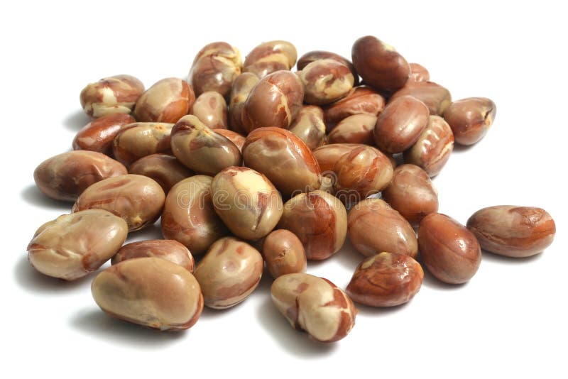 Jackfruit seeds stock photo. Image of gourmet, vitamin 40323976