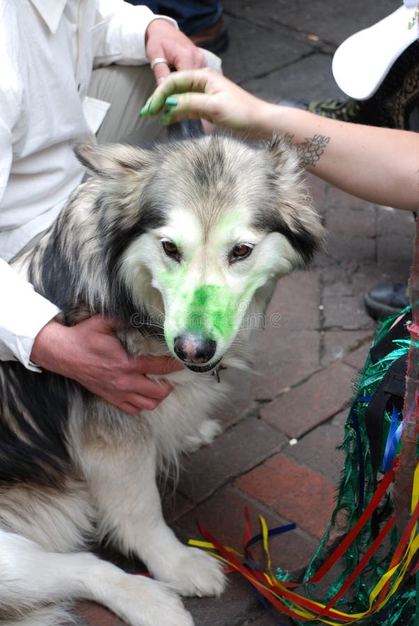 dog nose dye
