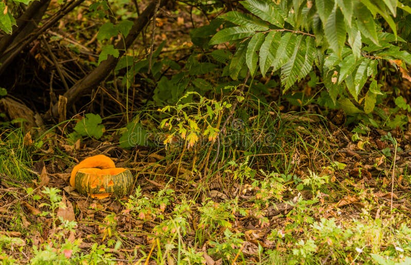 Jack-O-Laterne unter einem kleinen Baum stockbilder Jack-O-Laterne unter einem kleinen Baum stockbilder