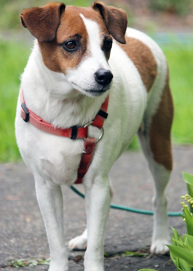 Jack Russel Terrier stock image. Image of family, adorable 25100403