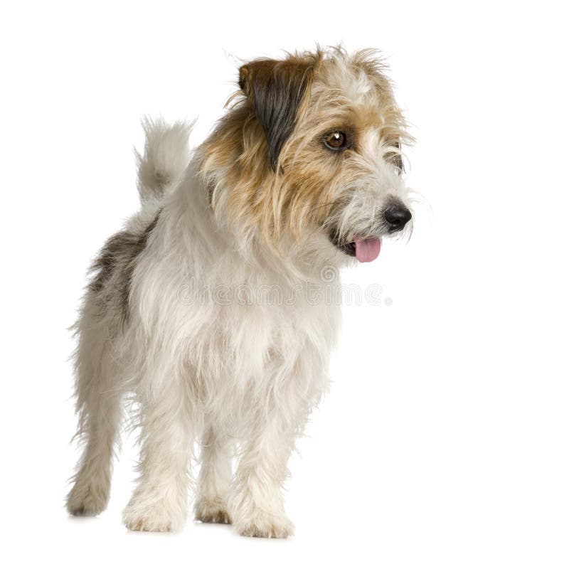 Jack Russel de cabelos compridos fotografia de stock