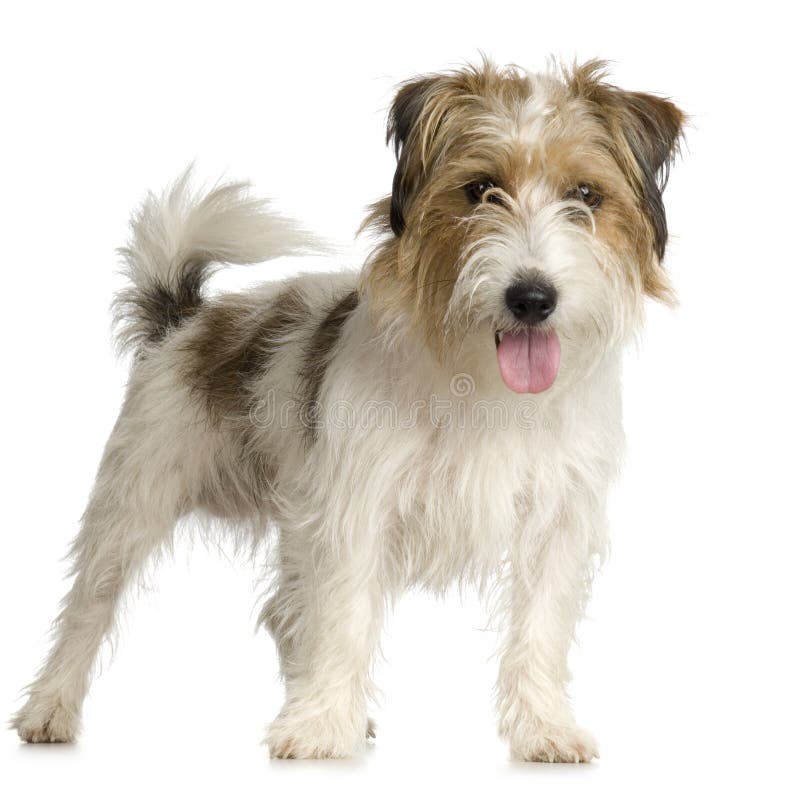 Jack Russel de cabelos compridos fotografia de stock royalty free