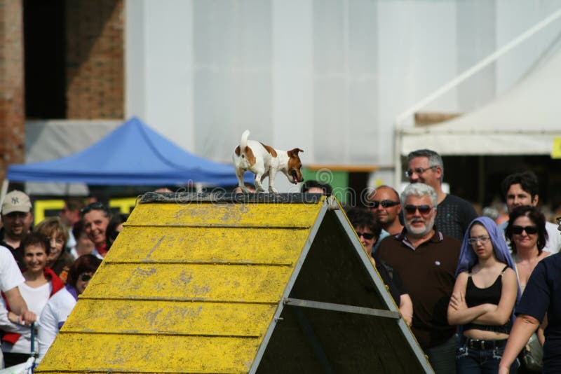 Jack Russel and Dog Agility Editorial Photography Image of movement