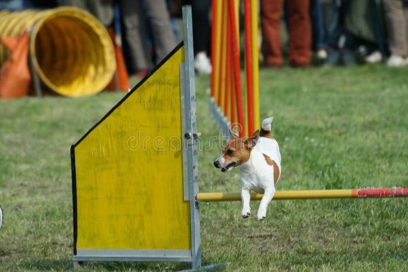 Jack Russel and Dog Agility Editorial Image Image of russel, handler