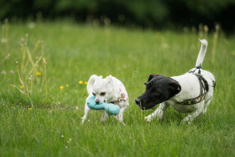 Jack Russel e un gioco della chihuahua insieme immagine stock Jack Russel e un gioco della chihuahua insieme immagine stock