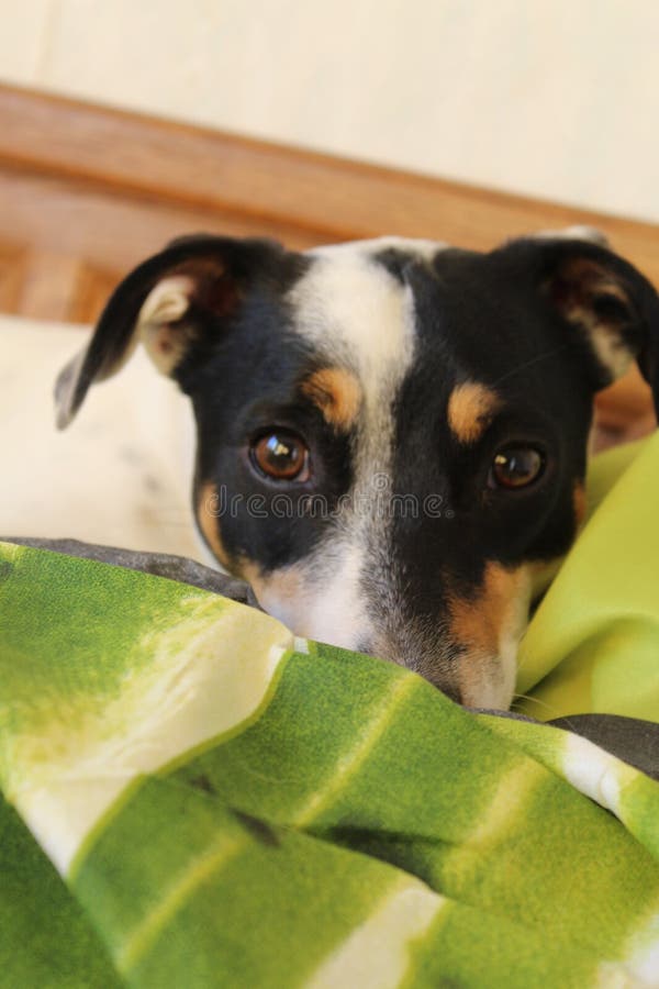 Jack Russel lying in a bed stock image. Image of jack 108919755