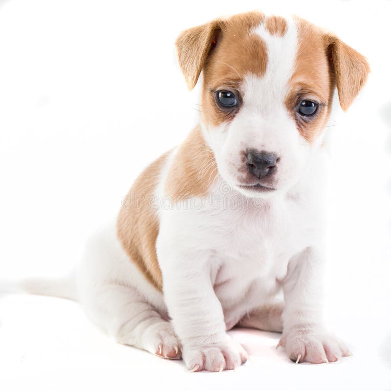 Jack Russel Puppy sitting stock photo. Image of friend 25259036