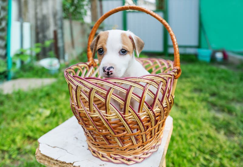 Jack Russel szczeniaka obsiadanie w koszu w ogródzie obrazy stock Jack Russel szczeniaka obsiadanie w koszu w ogródzie obrazy stock