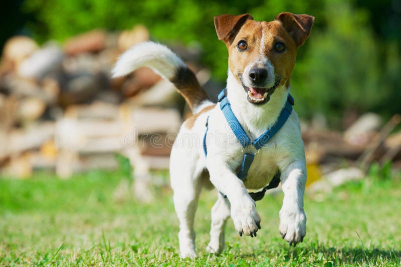 Jack Russel Terrier in a Blue Harness Runs on a Grass. Stock Photo