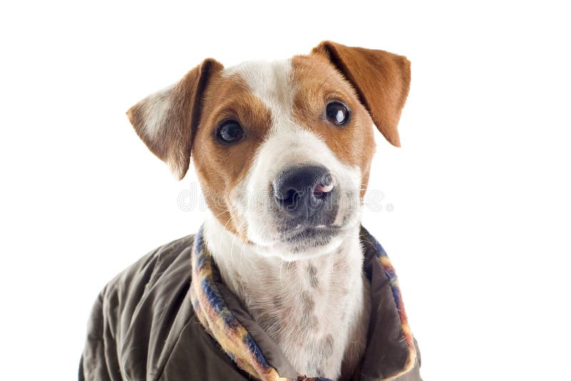 Jack Russel Terrier with Coat Stock Photo Image of beautiful, cute