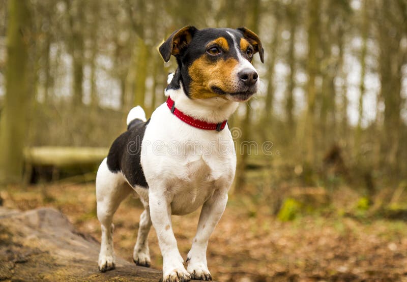 Jack Russel Terrier dog posing in the forest