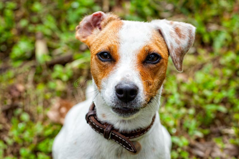 Cute Small Dog Jack Russell Terrier Stock Photo Image of intelligent
