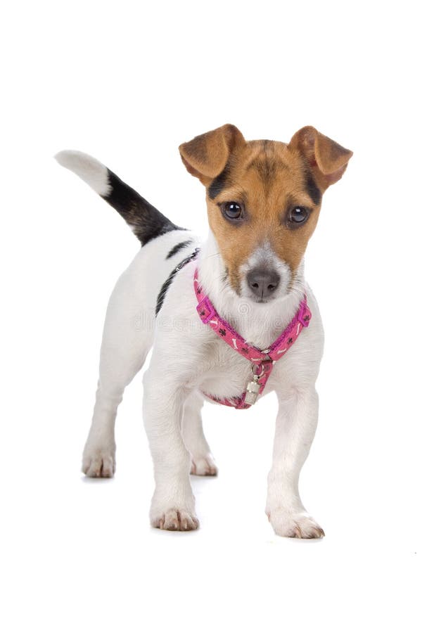 Jack russel terrier puppy stock image. Image of hunting 15742341