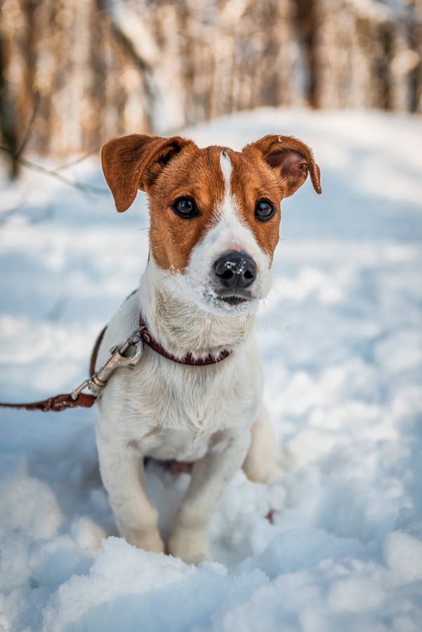 710 Jack Russel Terrier Portrait Winter Stock Photos Free & Royalty