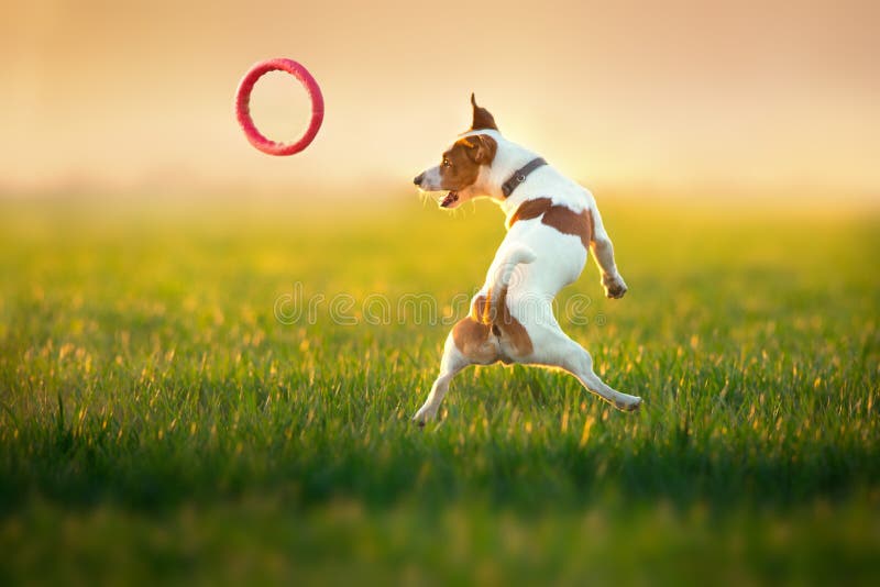 Jack russel terrier jump stock photo. Image of natural 144318798