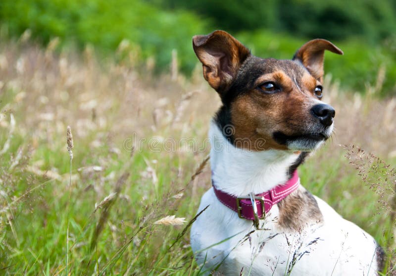 Jack Russel Terrier sitting in High Grass