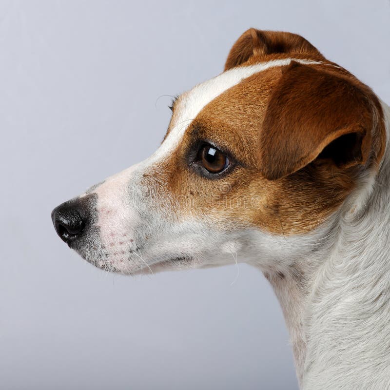 Smooth Coated Parson Jack Russell Terrier Portrait Stock Photo Image of domestic, purebred