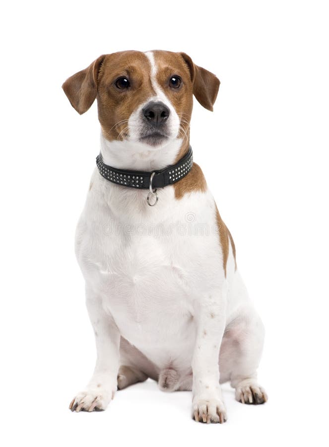 https://thumbs.dreamstime.com/b/jack-russell-3-years-7274190.jpg