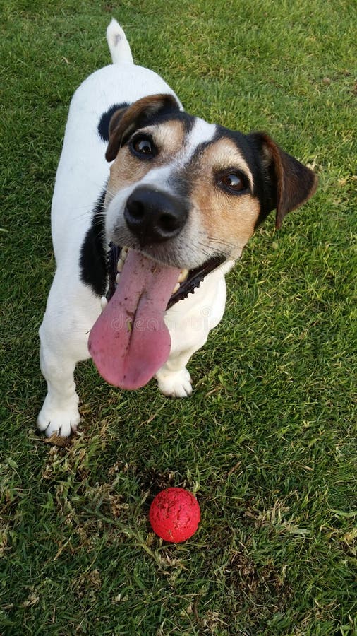 Jack Russell with a ball stock photo. Image of russell 85378934