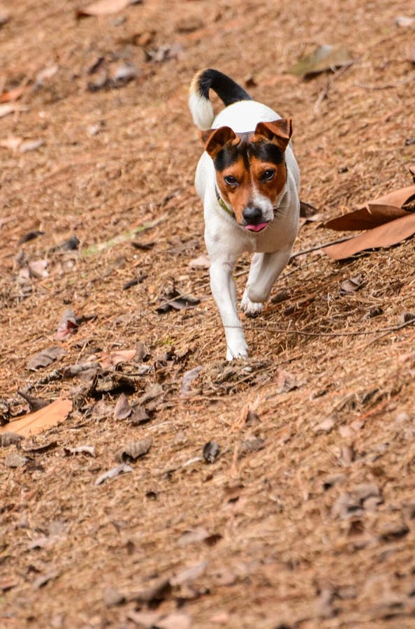 Jack Russell breed hunting stock image. Image of white 36339463