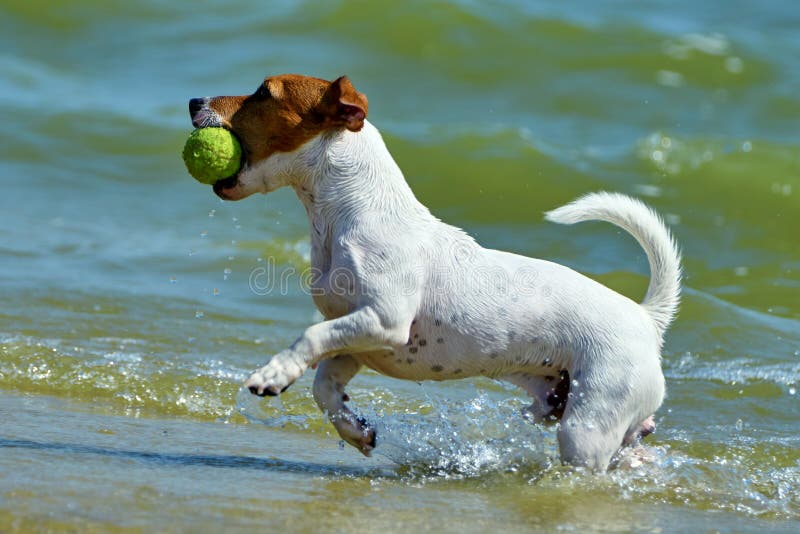 Jack Russell Carries the Ball Stock Photo Image of puppy, young 79673200