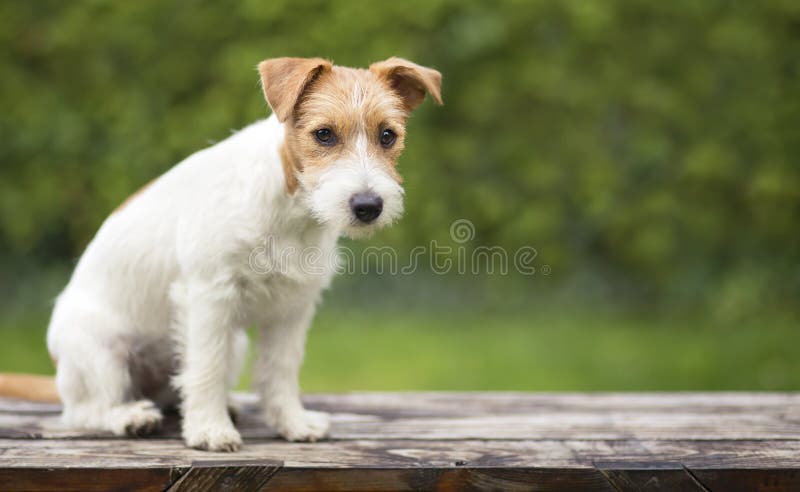 Jack Russell de leuke zitting van het huisdierenpuppy op een bank stock afbeelding Jack Russell de leuke zitting van het huisdierenpuppy op een bank stock afbeelding